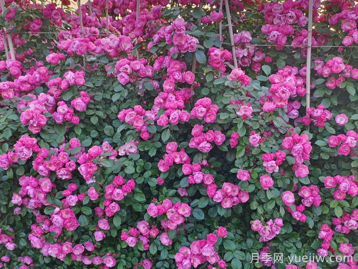 藤本月季花期是什么时候？(图1)