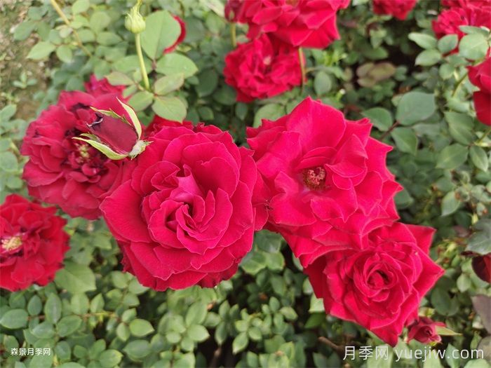 玫瑰鲜切花病虫害防治技术(图1)