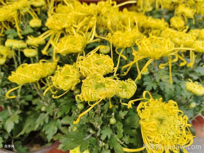 菊花虫害如何防治？(图1)