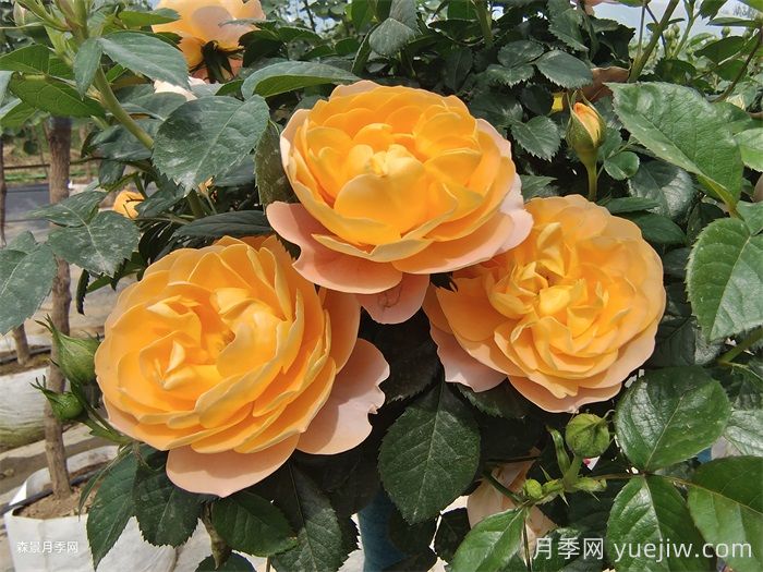 适合盆栽的灌木月季品种有哪些?(图1) 适合盆栽的灌木月季品种有哪些?(图1)