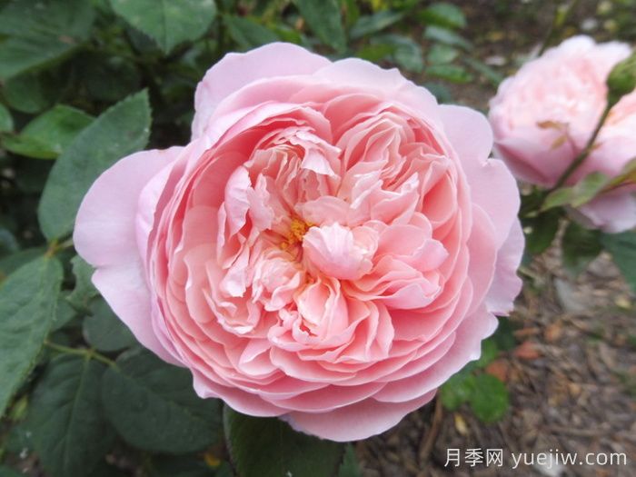 适合盆栽的灌木月季品种有哪些?(图3) 适合盆栽的灌木月季品种有哪些?(图3)