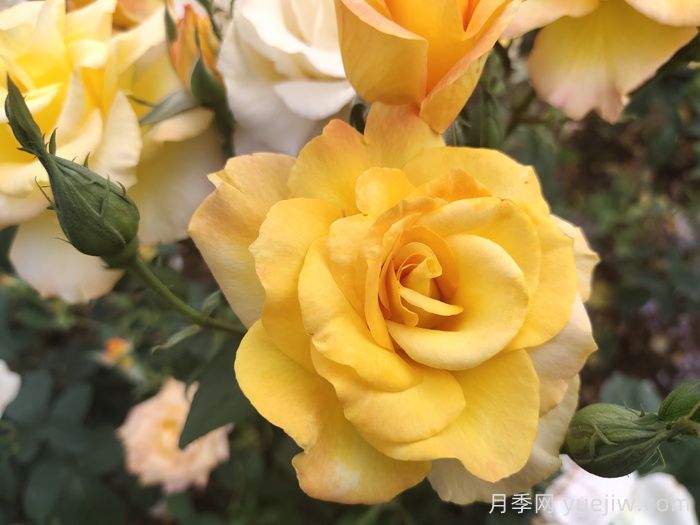 园林绿化常用盆栽月季品种有哪些?(图2) 园林绿化常用盆栽月季品种有哪些?(图2)