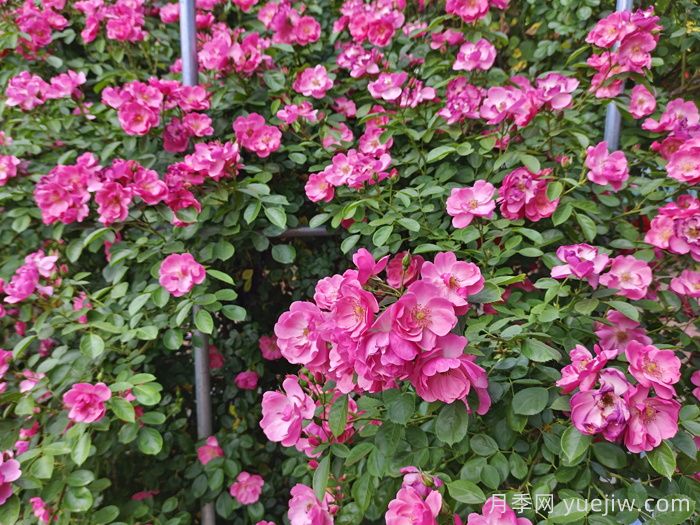 园林绿化常用盆栽月季品种有哪些?(图3) 园林绿化常用盆栽月季品种有哪些?(图3)