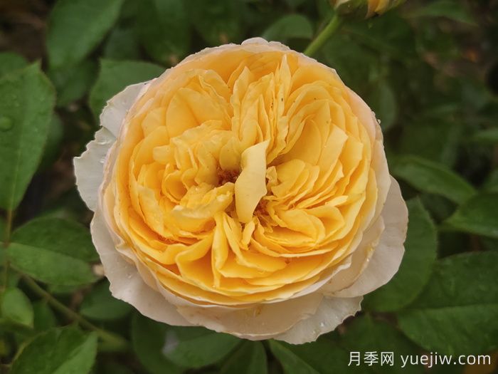 推荐十大优秀的灌木月季品种(图1)