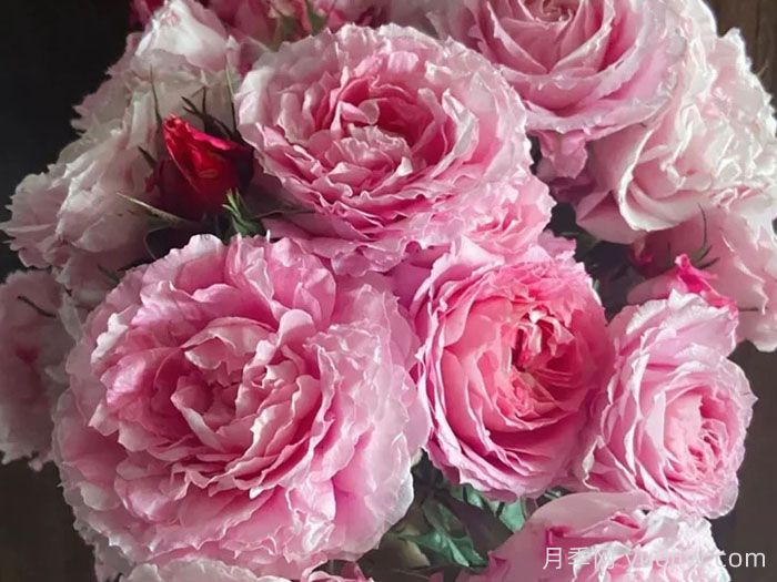 推荐十大优秀的灌木月季品种(图9)