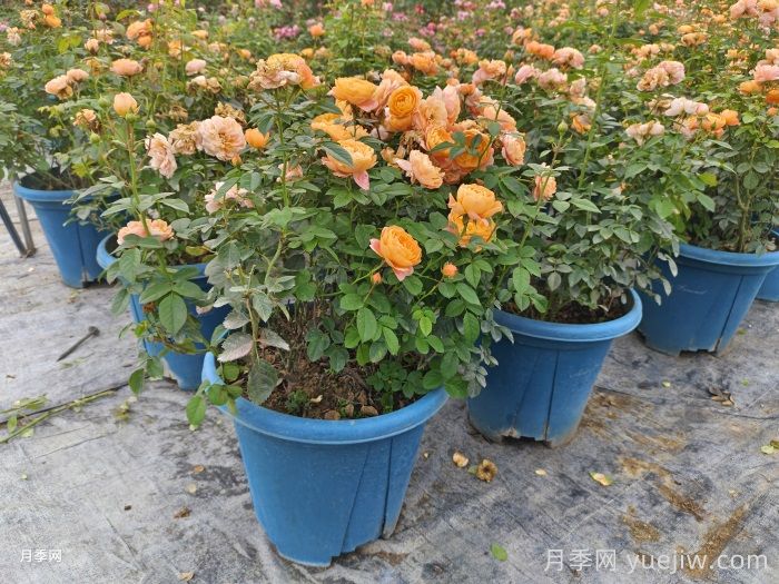 如何选择合适的花盆种植月季？(图2)