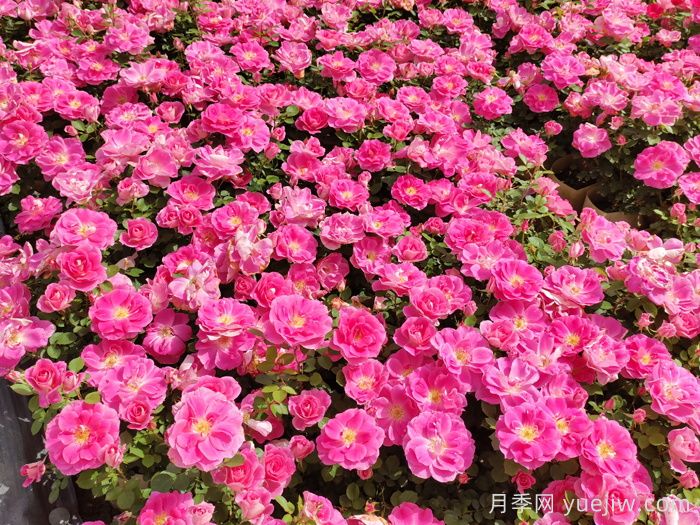 园林绿化不好养?月季网说那是没选对月季品种(图1) 园林绿化不好养?月季网说那是没选对月季品种(图1)