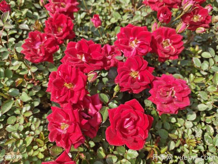 园林绿化不好养?月季网说那是没选对月季品种(图2) 园林绿化不好养?月季网说那是没选对月季品种(图2)