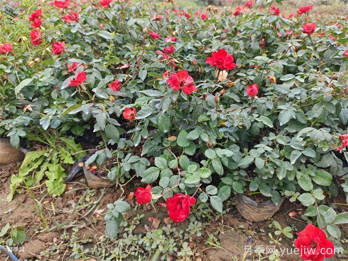 月季难养吗？药罐子、肥篓子是什么意思？(图1)