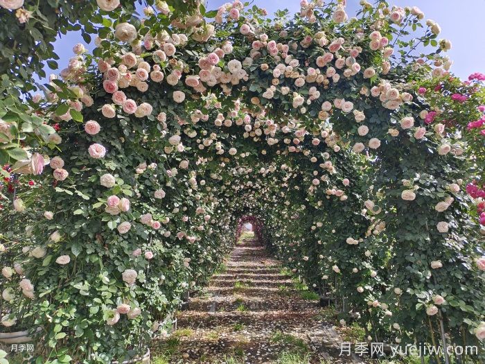 家里有院子，千万别错过4款月季(图3)