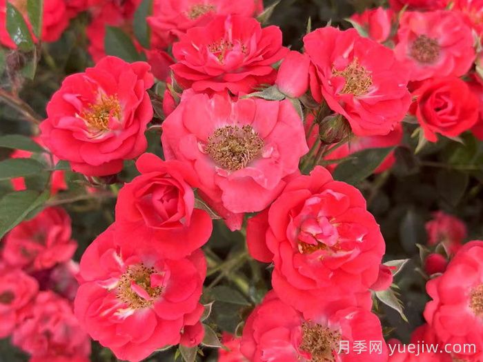 红宝石月季介绍和优缺点(图1)