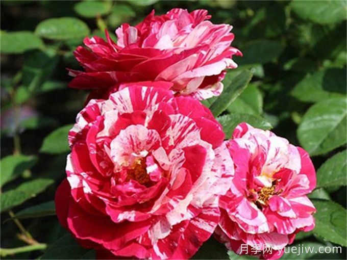 说愁月季介绍和优缺点(图1)