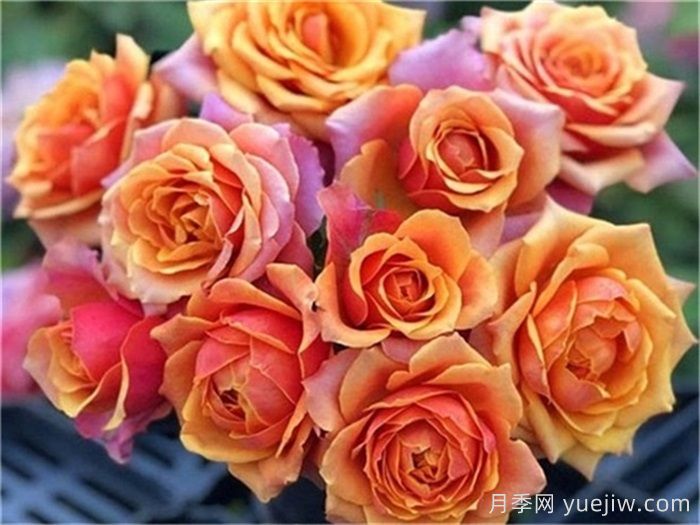 分享5种微型月季，浓香味颜值高阳台佳品(图3)