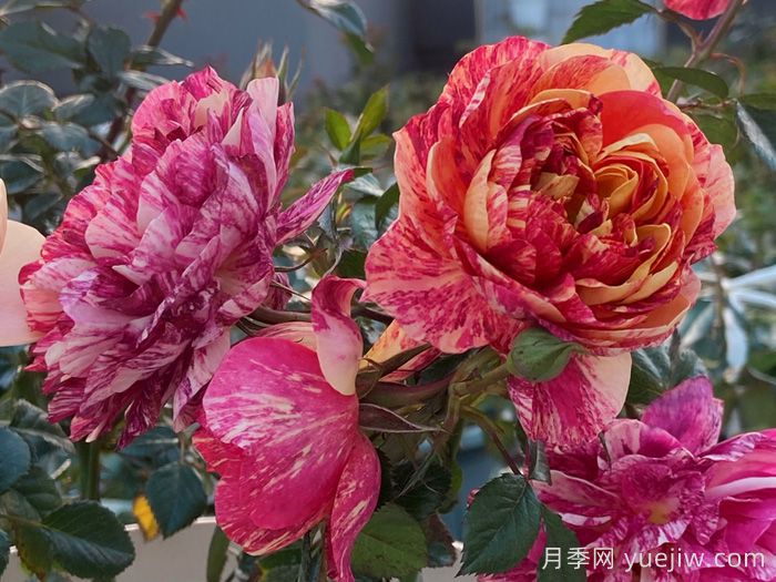 果汁阳台家族大全，盘点30款阳台月季系列品种(图5)