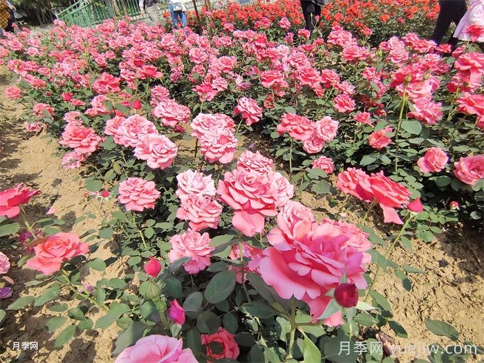 园林绿化如何提升夏季月季苗栽植成活率？(图1)