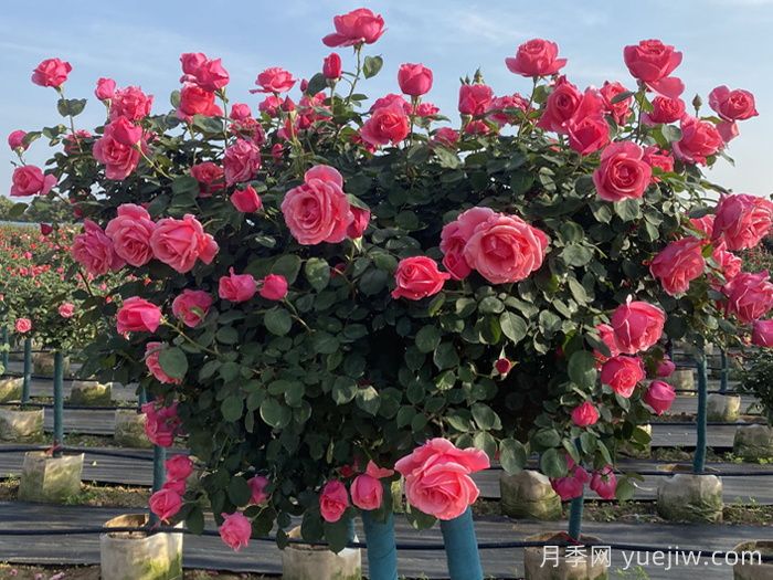 园林绿化如何提升夏季月季苗栽植成活率？(图2)