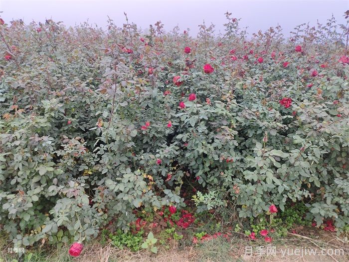 月季苗圃除草剂该怎么合理使用？(图1)