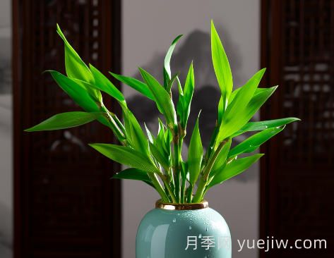 富贵竹常见病害及防治办法(图1)