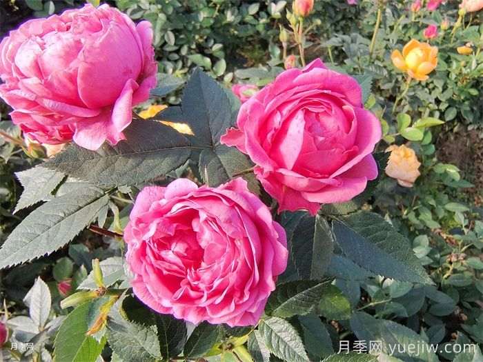 月季花的保鲜处理方法(图1) 月季花的保鲜处理方法(图1)