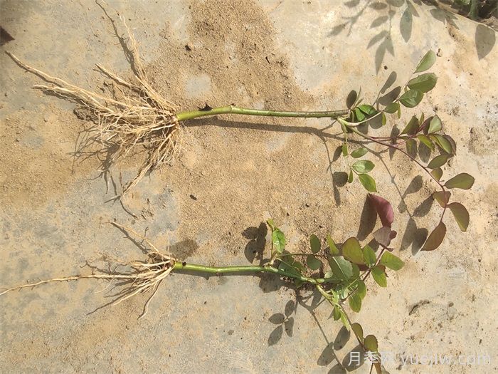 月季扦插育苗技术(图3)