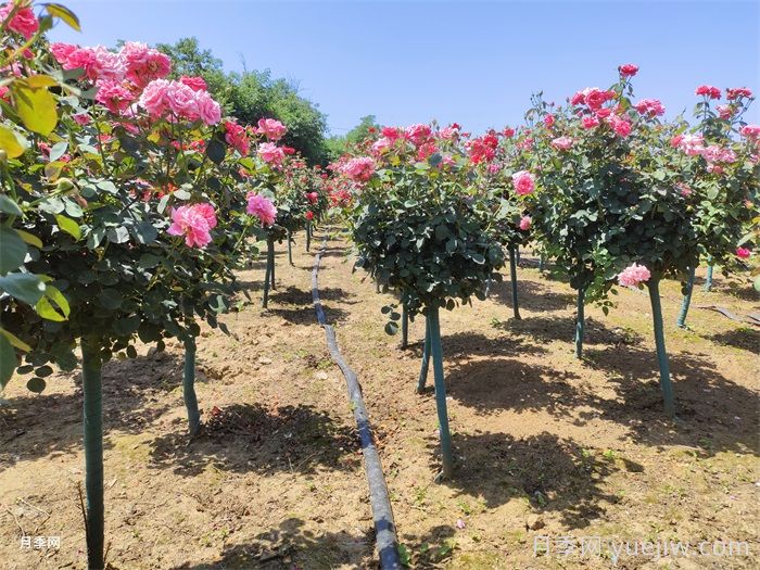 树状月季嫁接修剪技术(图1) 树状月季嫁接修剪技术(图1)