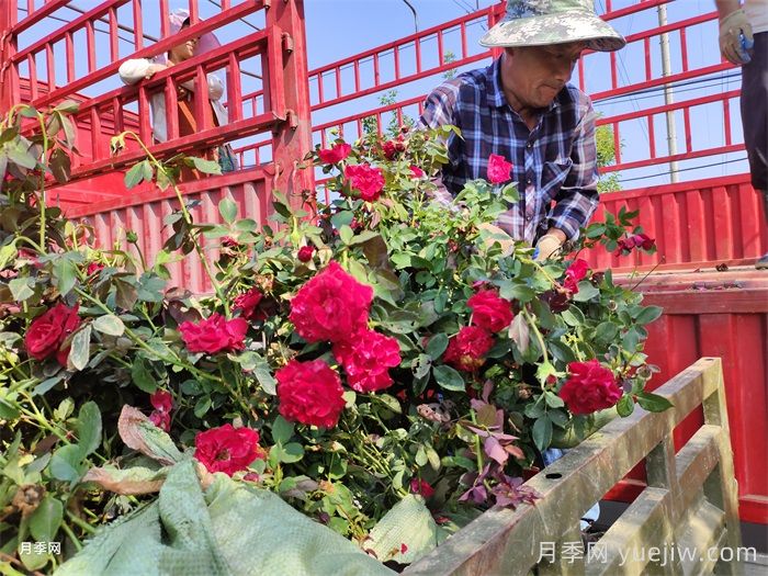 天蚕危害月季时的防治方法(图1) 天蚕危害月季时的防治方法(图1)
