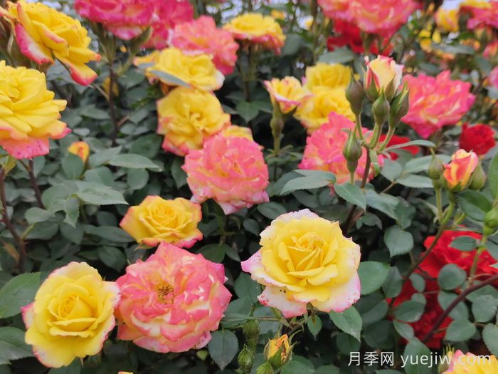 月季怎样才能连续开花?(图1) 月季怎样才能连续开花?(图1)