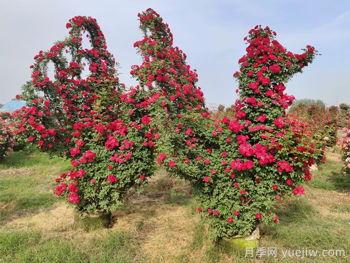 月季怎样才能连续开花?(图2) 月季怎样才能连续开花?(图2)