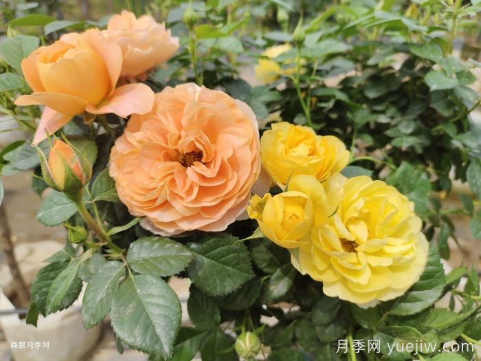 新手选月季攻略，就看这4点(图1)