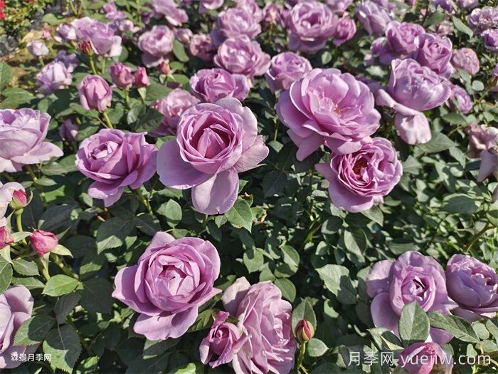 月季花色和月季品种有什么关系？(图1)