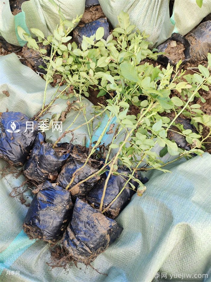 10万株四季玫瑰杯苗丛南阳运往甘肃张掖(图2)