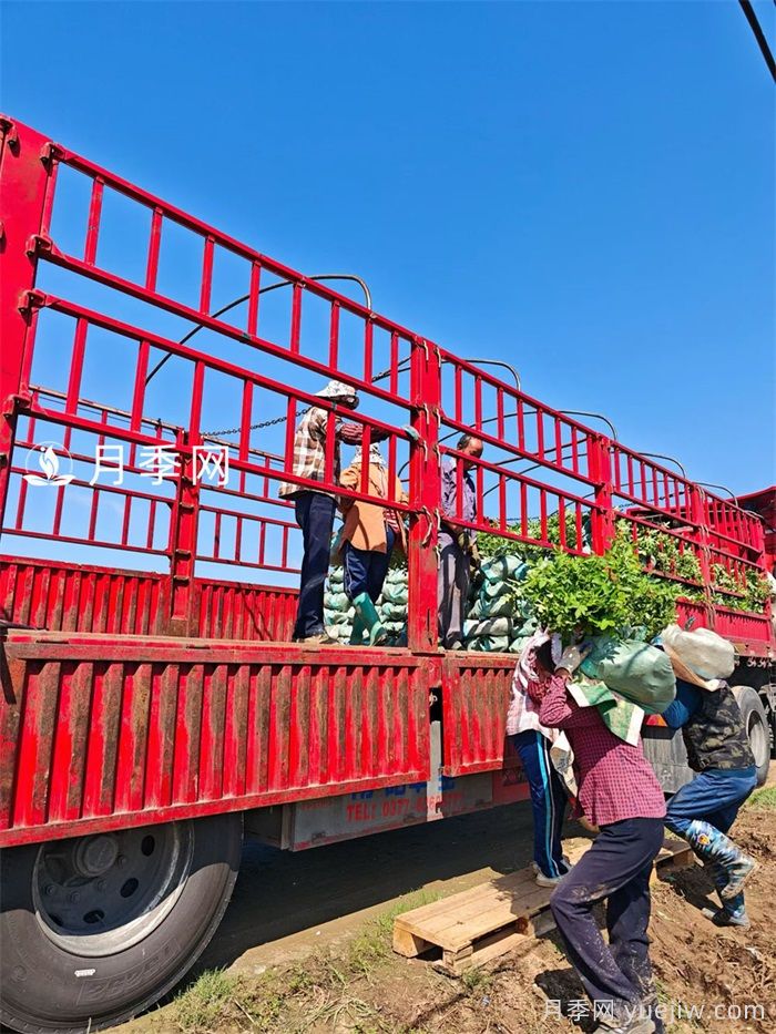 10万株四季玫瑰杯苗丛南阳运往甘肃张掖(图3)