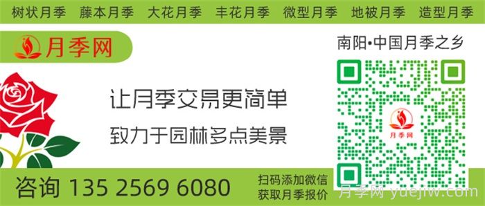 10万株四季玫瑰杯苗丛南阳运往甘肃张掖(图5)