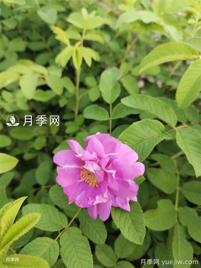 10万株四季玫瑰杯苗丛南阳运往甘肃张掖(图1)