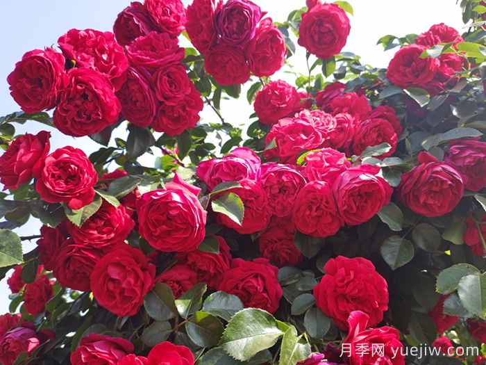 分享8种神仙月季花，唯美惊艳开花量大(图2)