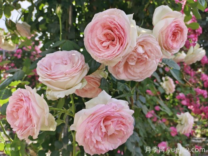 分享8种神仙月季花，唯美惊艳开花量大(图4)