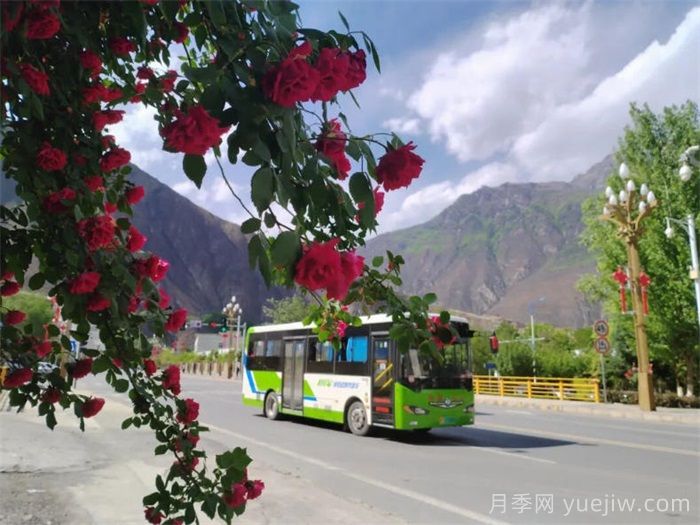 甘南舟曲：蔷薇月季盛放 为城市绿化亮彩增色(图3)
