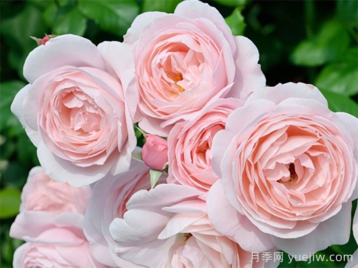 这10个香水月季花,花形优美,花香宜人(图3) 这10个香水月季花,花形优美,花香宜人(图3)