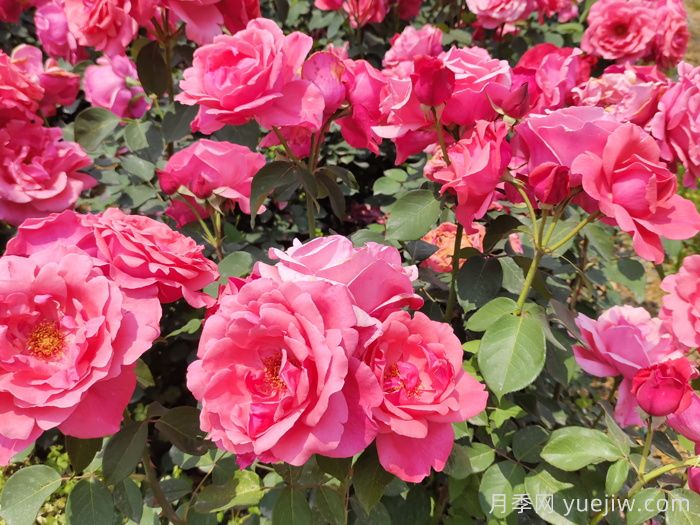 这10个香水月季花,花形优美,花香宜人(图5) 这10个香水月季花,花形优美,花香宜人(图5)