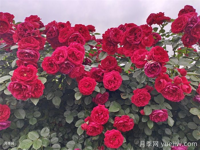 大型藤本月季花就选这10种，轻松打造月季花墙(图6)