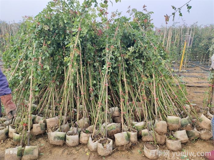 秋季,很多月季主杆没有叶子,怎么办?(图1) 秋季,很多月季主杆没有叶子,怎么办?(图1)