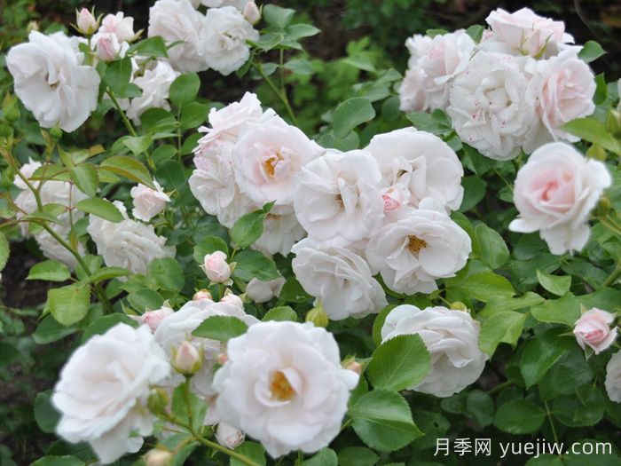 不怕暴雨的月季品种有哪些？推荐6个(图2)