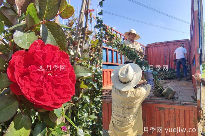 2千棵弗洛伦蒂娜打造400米花篱(图1) 2千棵弗洛伦蒂娜打造400米花篱(图1)