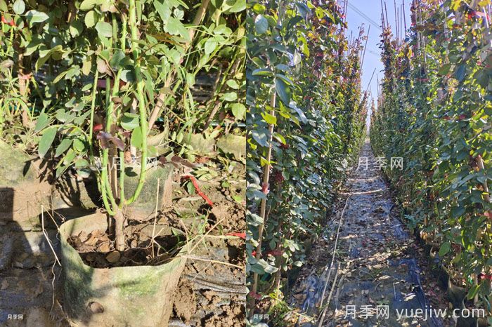 2千棵弗洛伦蒂娜打造400米花篱(图2) 2千棵弗洛伦蒂娜打造400米花篱(图2)