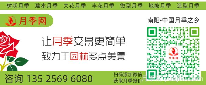 2千棵弗洛伦蒂娜打造400米花篱(图3) 2千棵弗洛伦蒂娜打造400米花篱(图3)