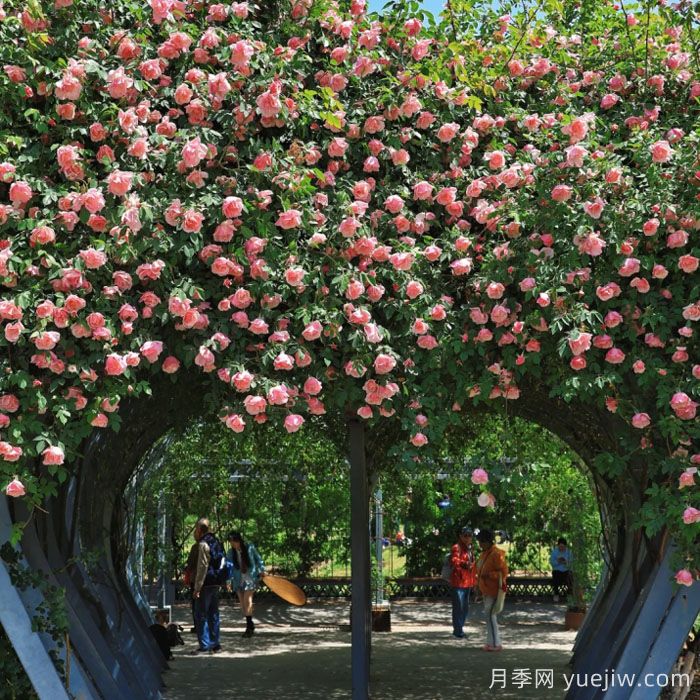 上海徐汇超浪漫的月季花海开好了，与你有约(图1)