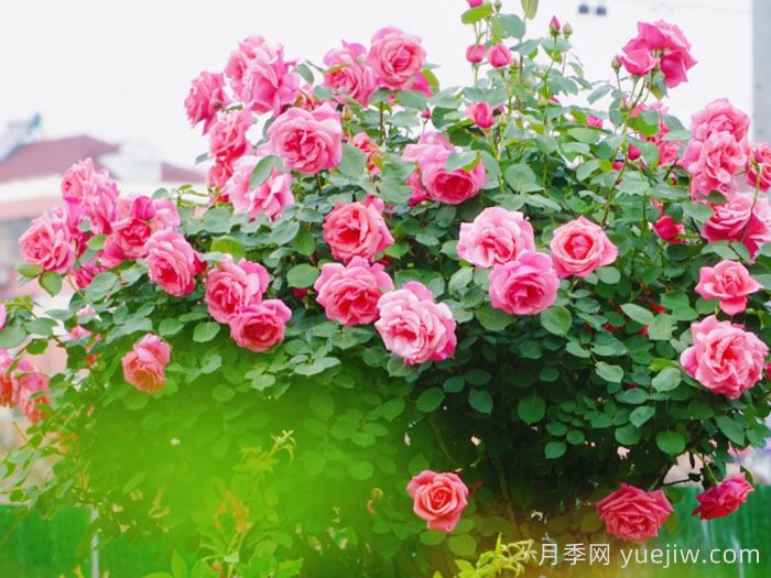 上海徐汇超浪漫的月季花海开好了，与你有约(图2)