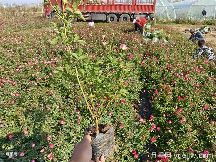立秋后园林绿化月季养护注意事项有哪些?(图1) 立秋后园林绿化月季养护注意事项有哪些?(图1)