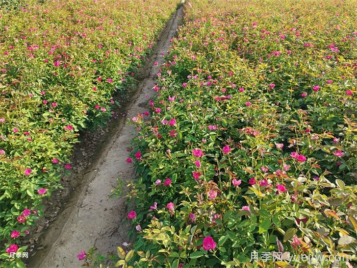 立秋后园林绿化月季养护注意事项有哪些?(图3) 立秋后园林绿化月季养护注意事项有哪些?(图3)