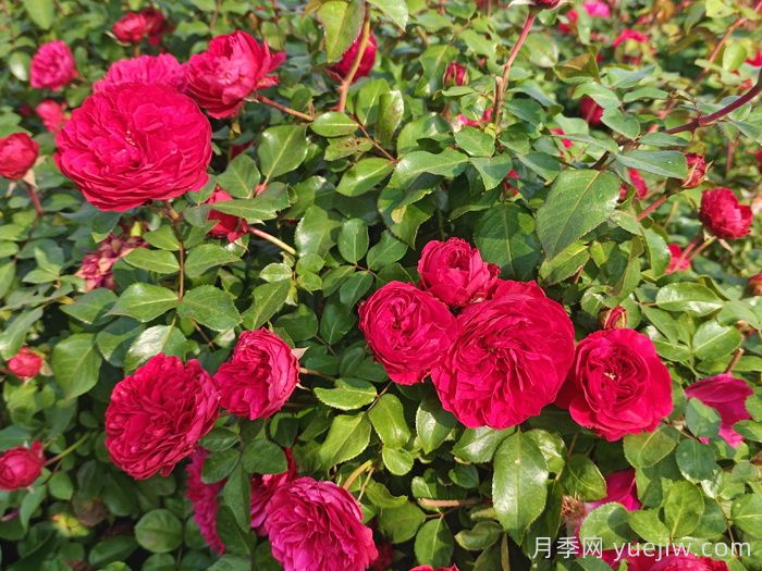 流胶病是月季生产中的常见病和多发病，它的症状是什么？(图1)